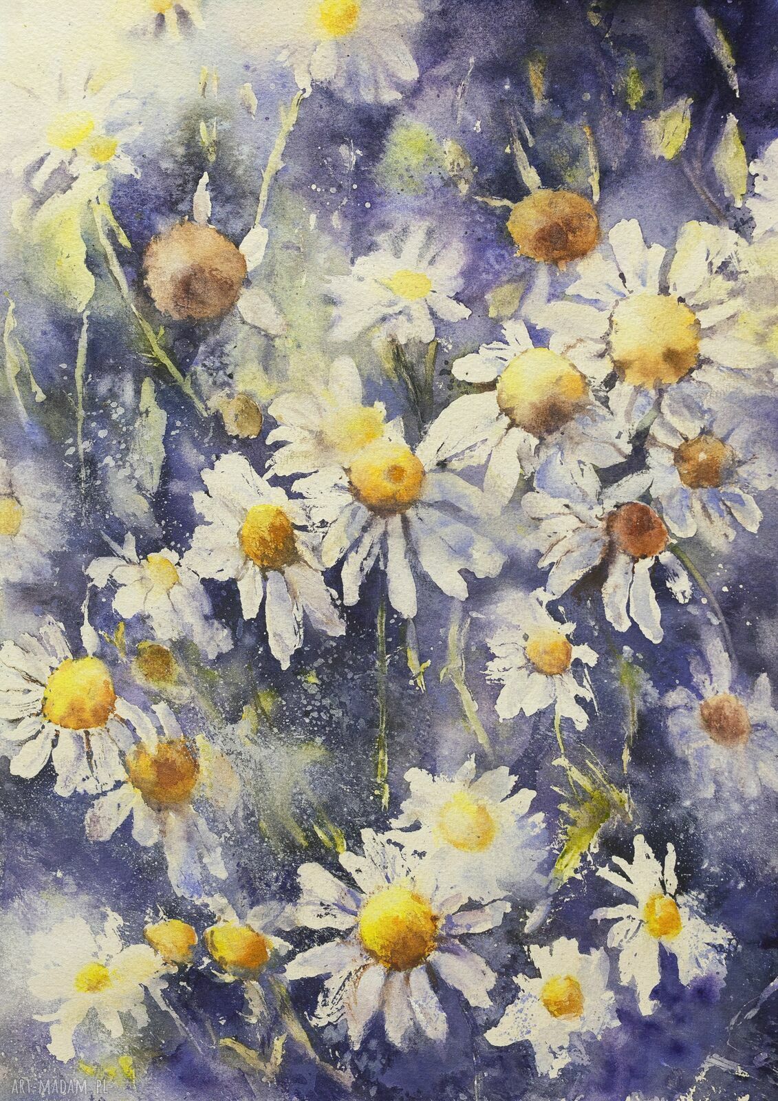 Kwiaty polne, rumianki - akwarelowy plakat 30x40 cm
