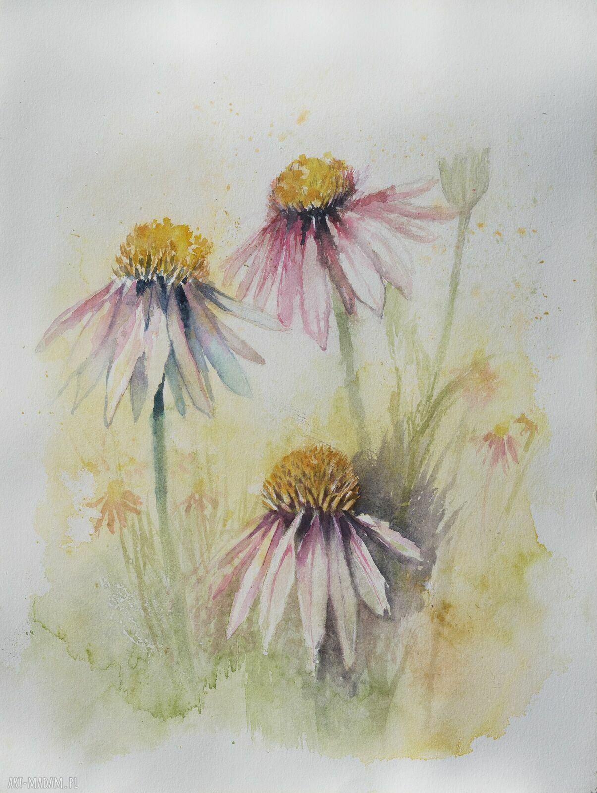 Akwarela Letnie Jeżówki - ręcznie malowany obraz 40x50 cm
