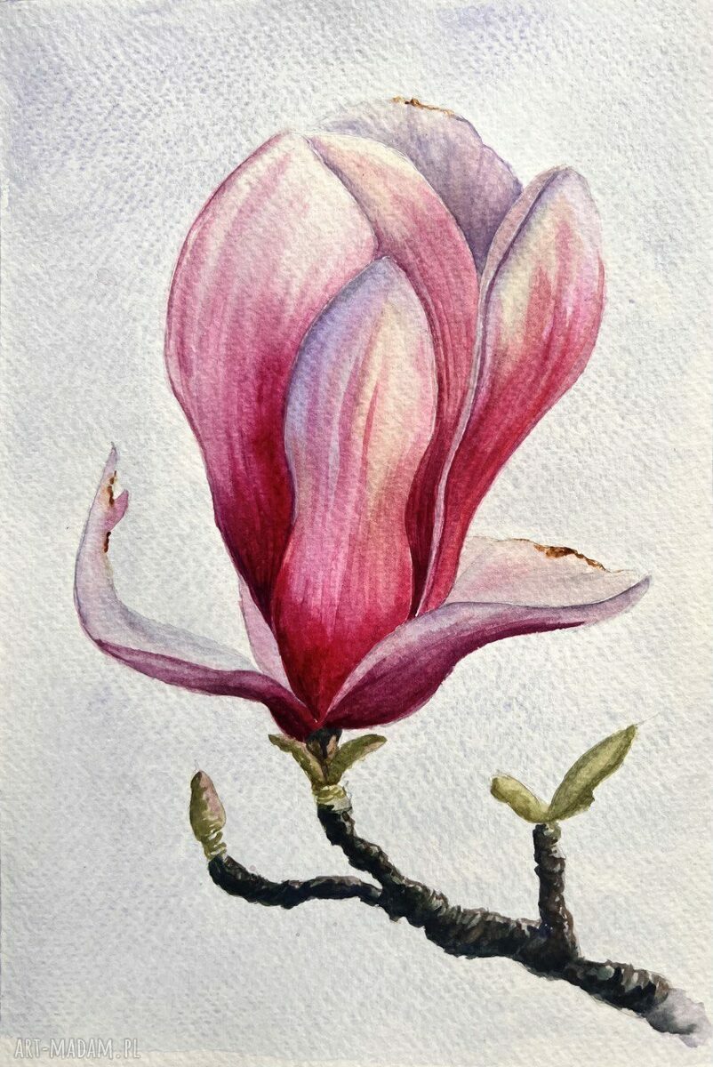 Akwarela Magnolia - botaniczny różowy kwiat na papierze, bez ramki