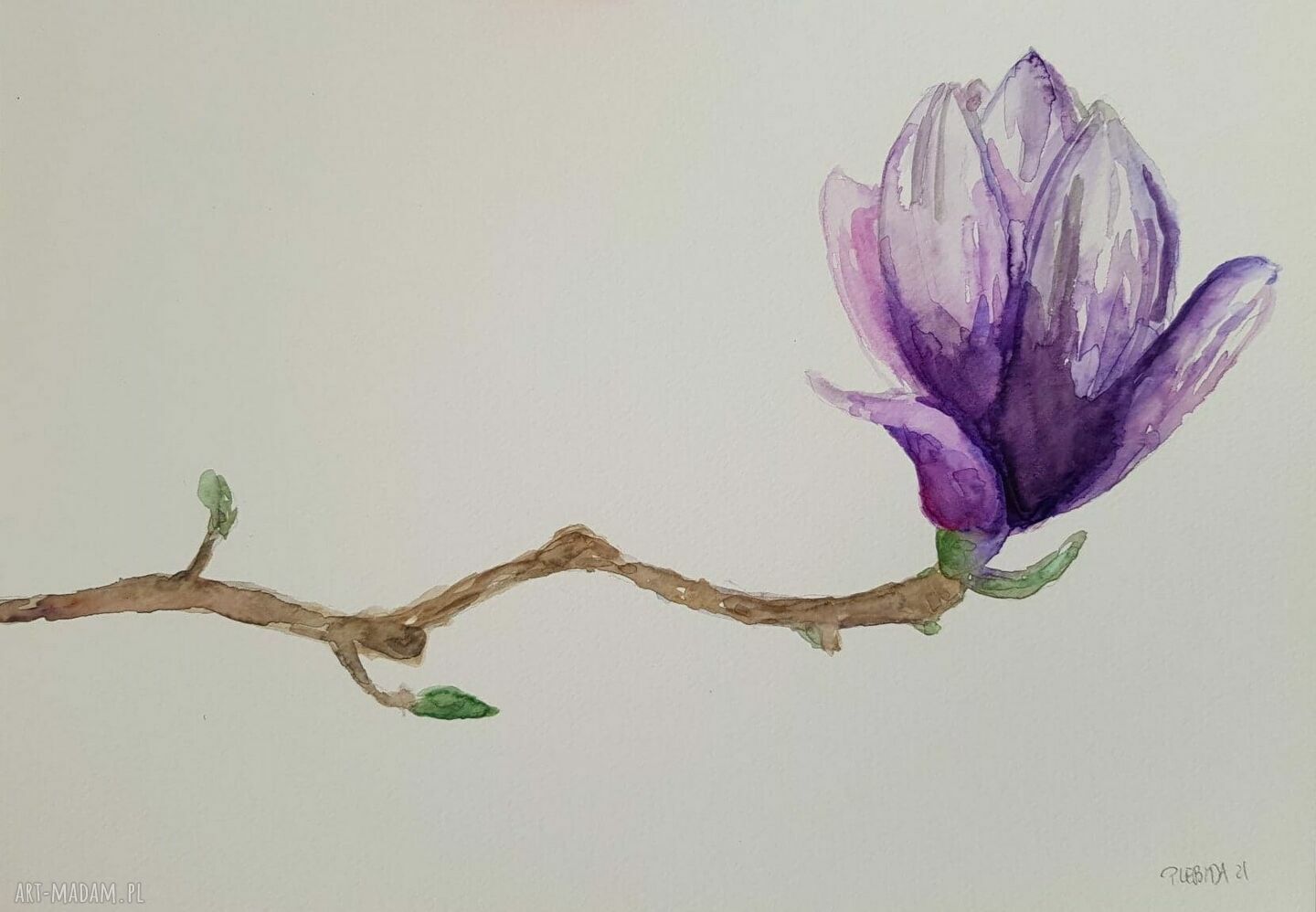 Magnolia III - oryginalna akwarela w formacie A4 od Pauliny Lebidy