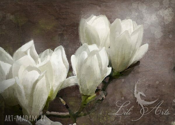 Obraz Magnolia 70x50 na płótnie - biała elegancja do Twojego wnętrza