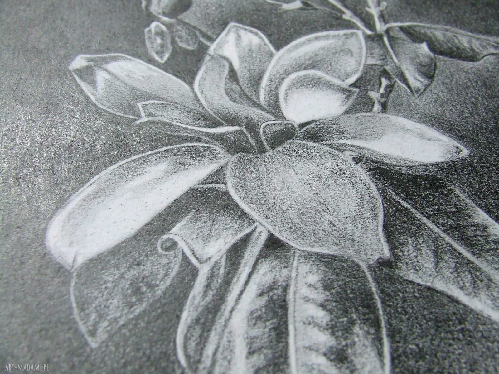 Oryginalny rysunek magnolii A4 w grafitach - martwa natura