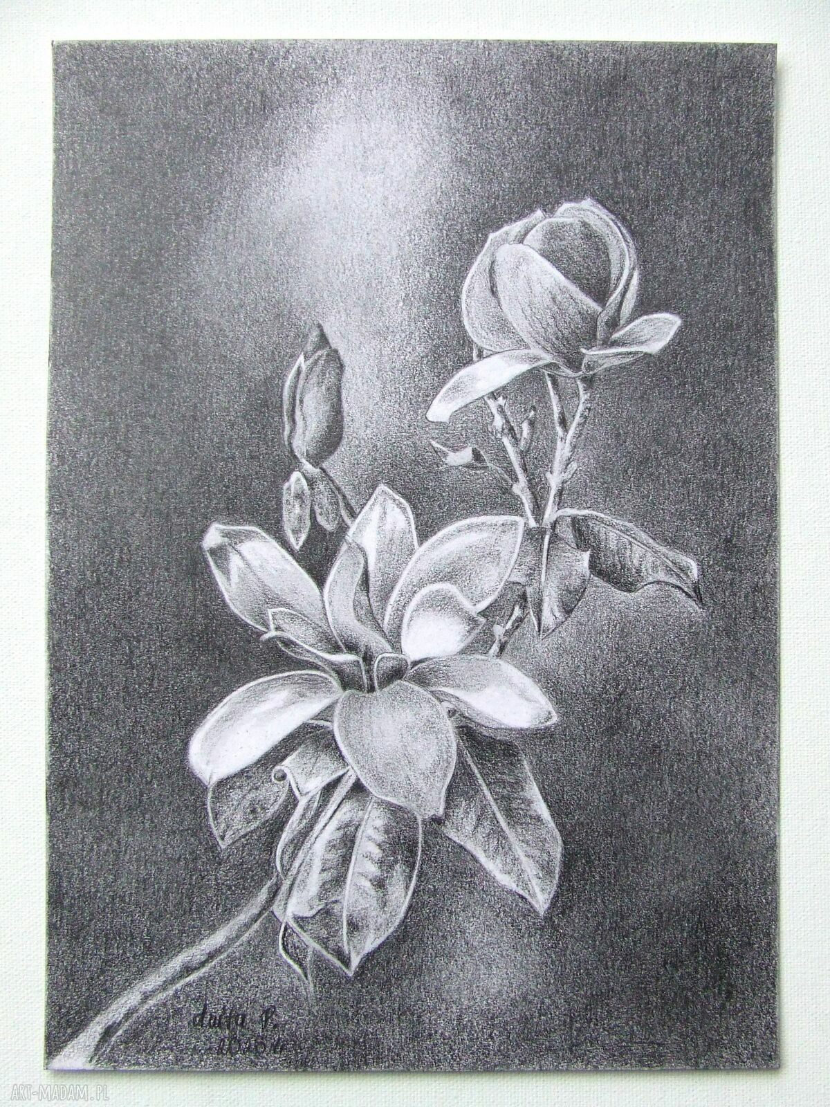 Oryginalny rysunek magnolii A4 w grafitach - martwa natura