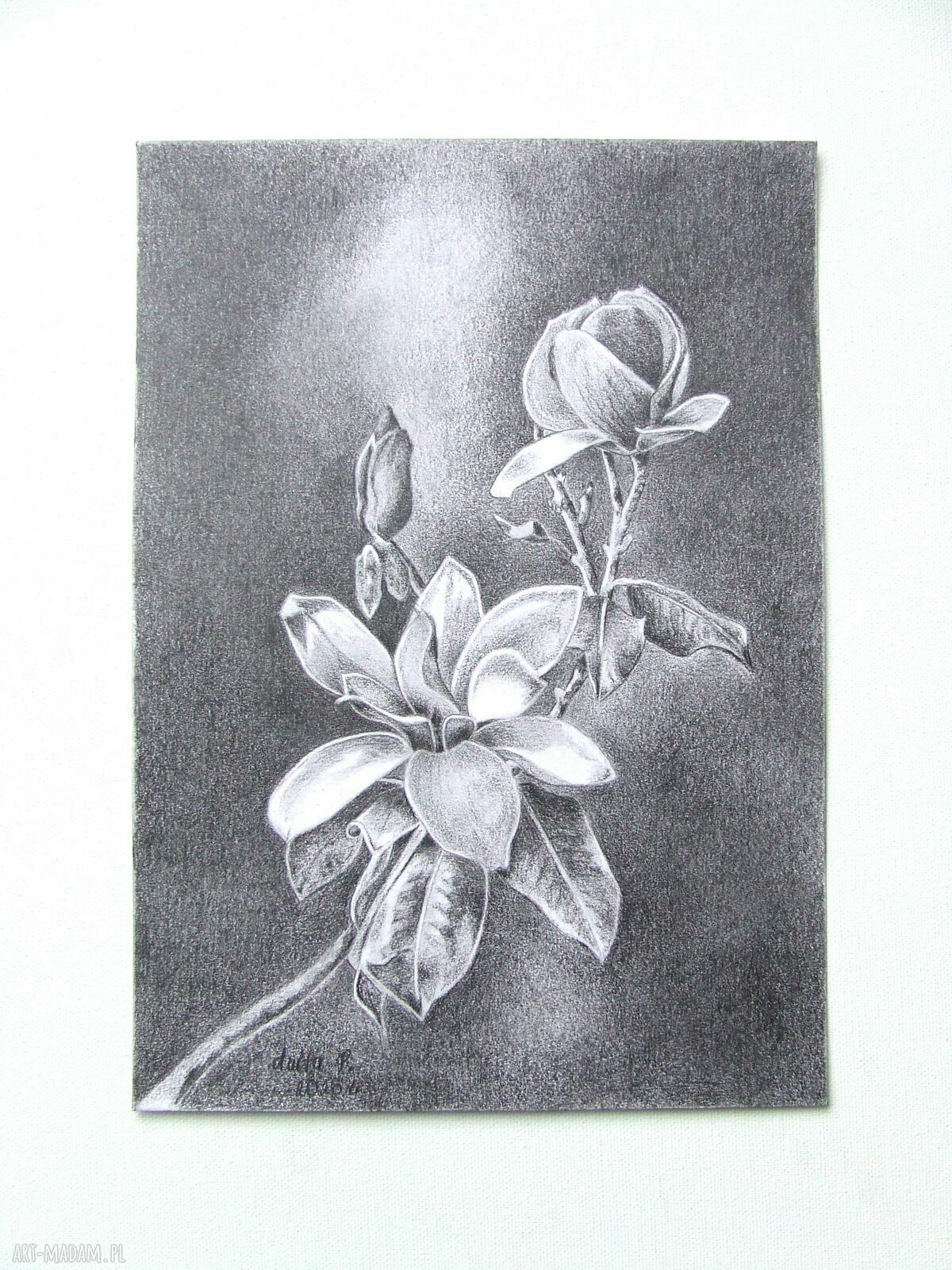 Oryginalny rysunek magnolii A4 w grafitach - martwa natura