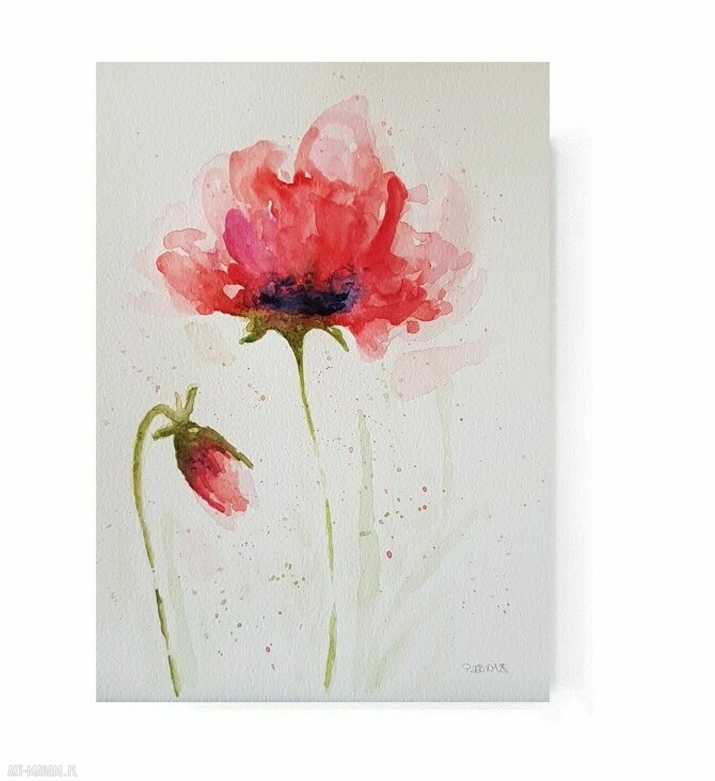 Maki - akwarela na papierze 25x18 cm sygnowana