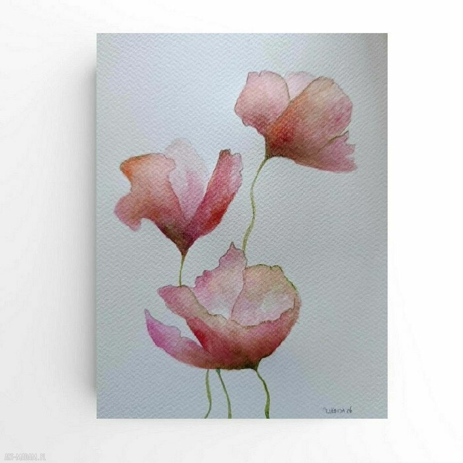 Maki - akwarela 24x18 cm sygnowana, bez oprawy