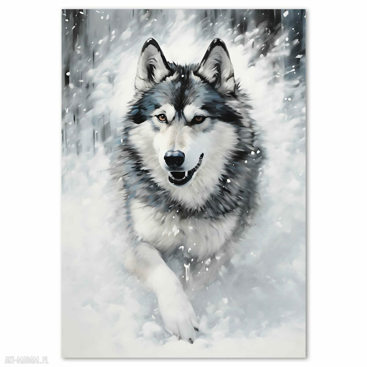 Plakat Malamut w śniegu 50x70 cm (czarno-biały)