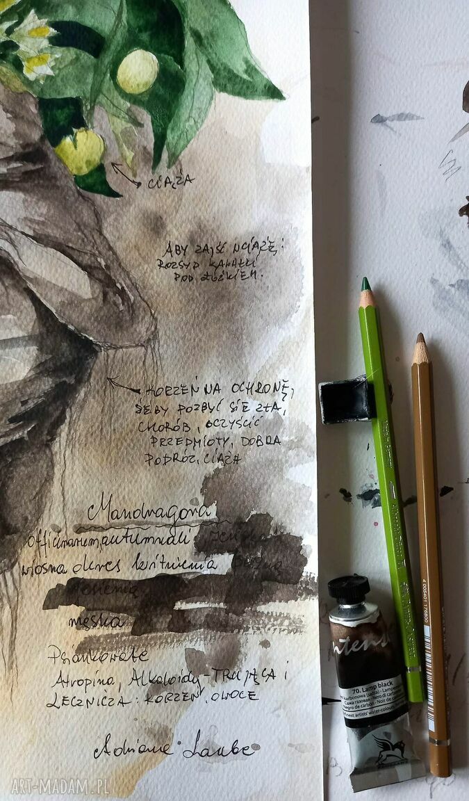 Mandragora z opisem - ręcznie malowana akwarela Adriany Laube A3