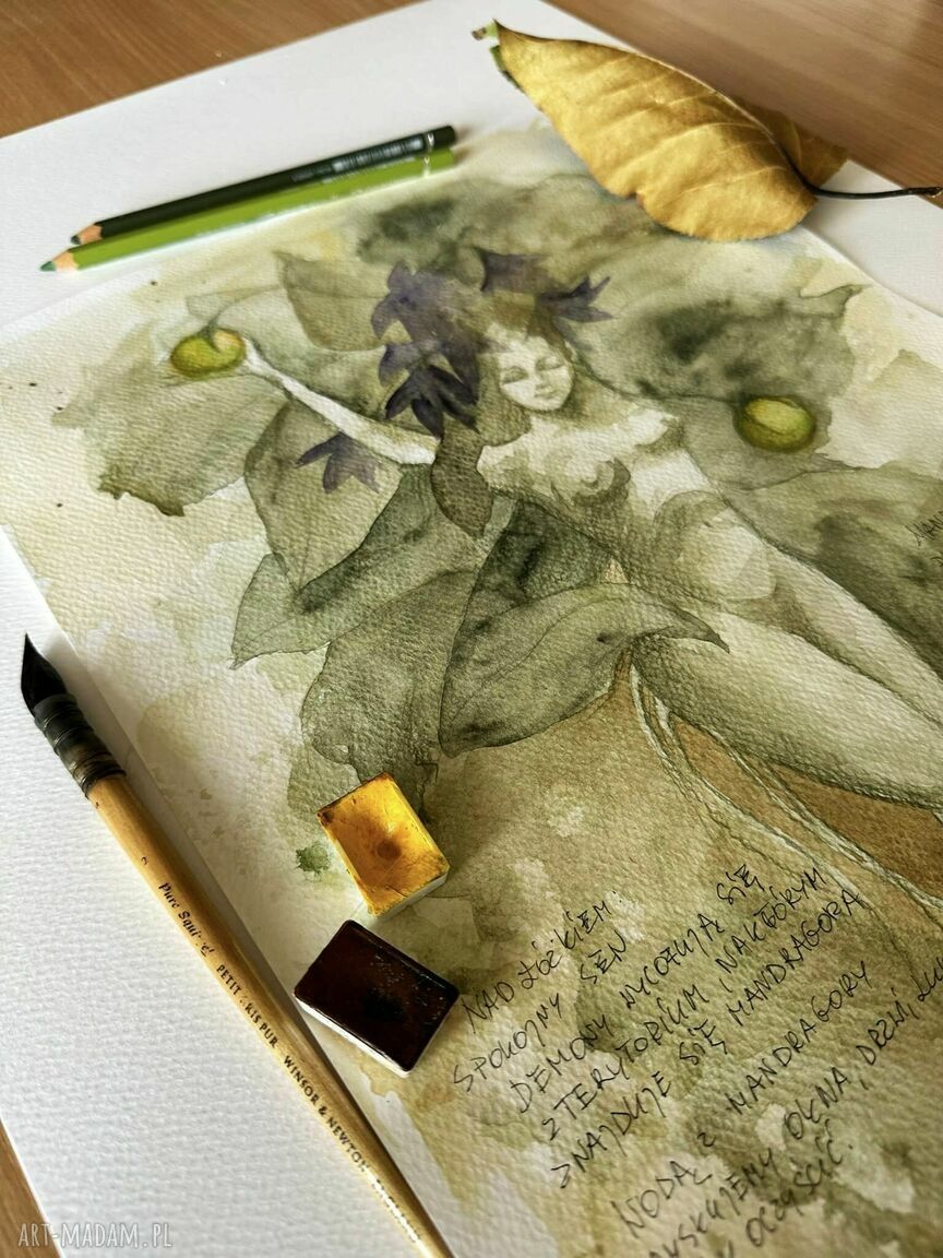 Mandragora żeńska - akwarela A3 z opisem magicznej rośliny