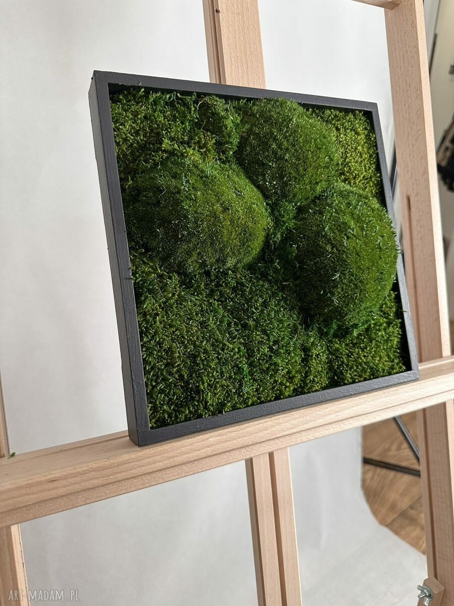 Mech Kwadrat - obraz z mchu stabilizowanego 25x25 cm w czarnej ramce