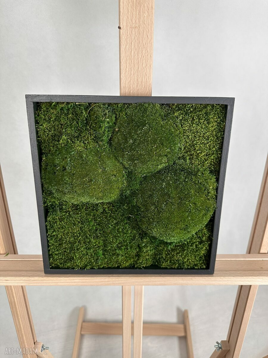 Mech Kwadrat - obraz z mchu stabilizowanego 25x25 cm w czarnej ramce