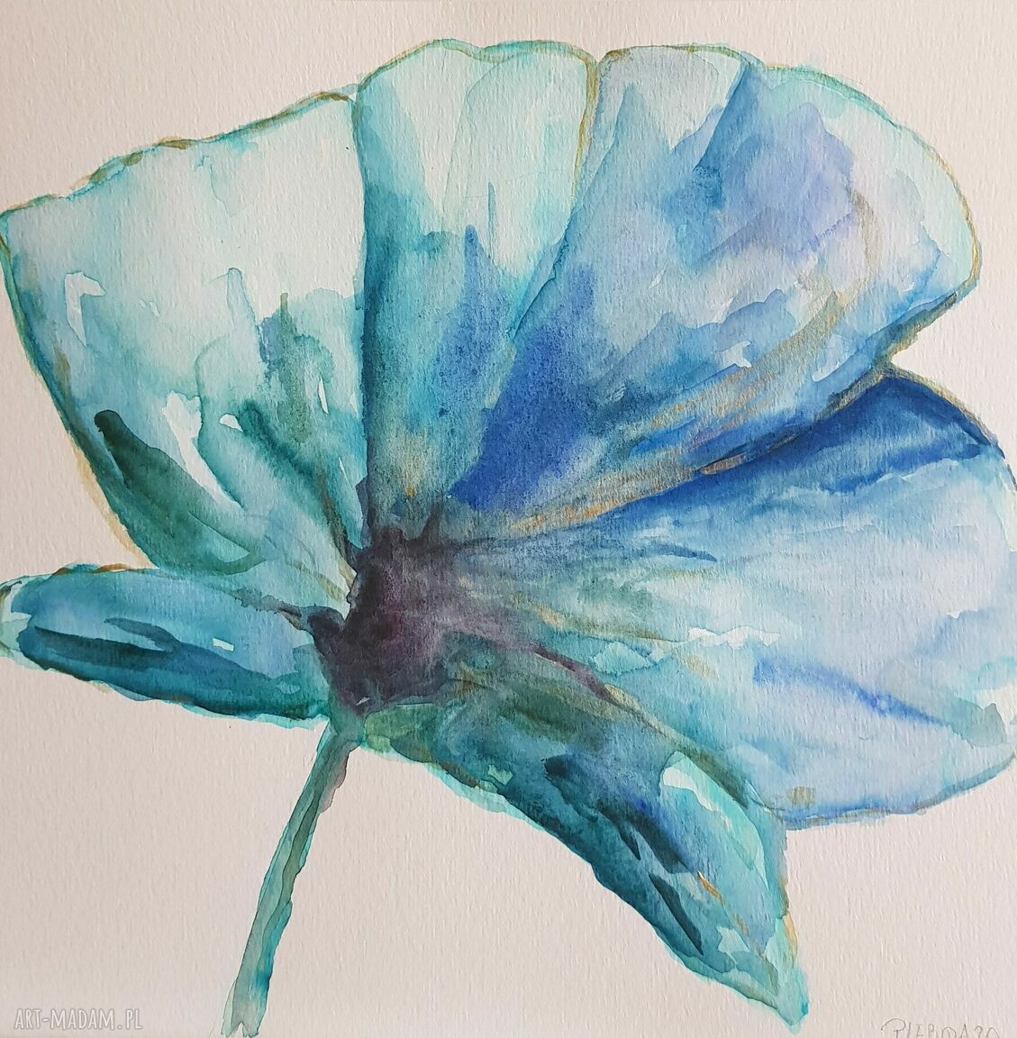 Niebieski mak - akwarela 25x25 cm