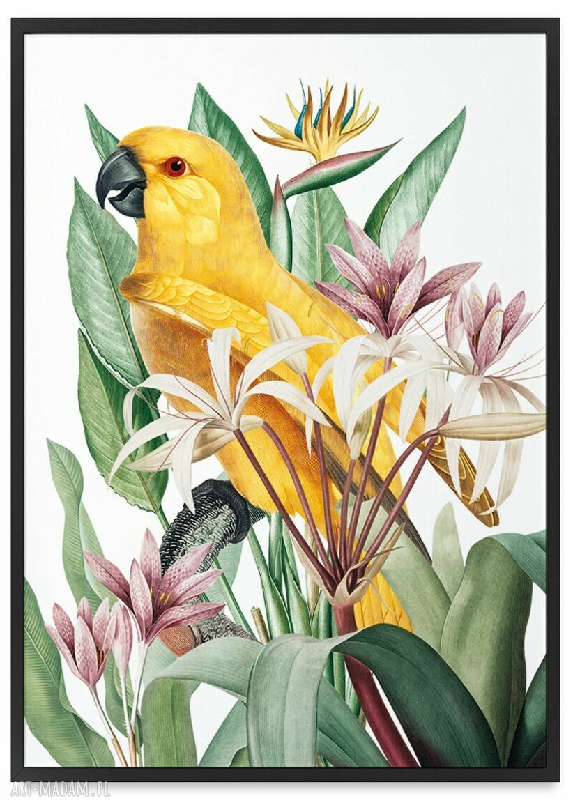 Papuga w kwiatach - obramowany plakat 40x50 cm w czarnej ramie