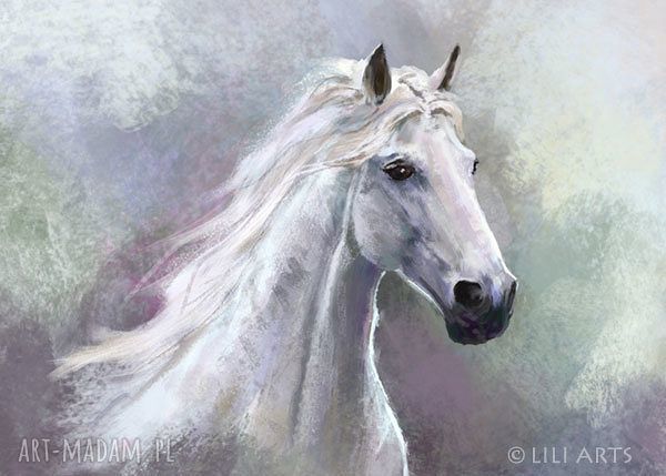 Obraz Biały Koń - wydruk na płótnie 70x50 cm