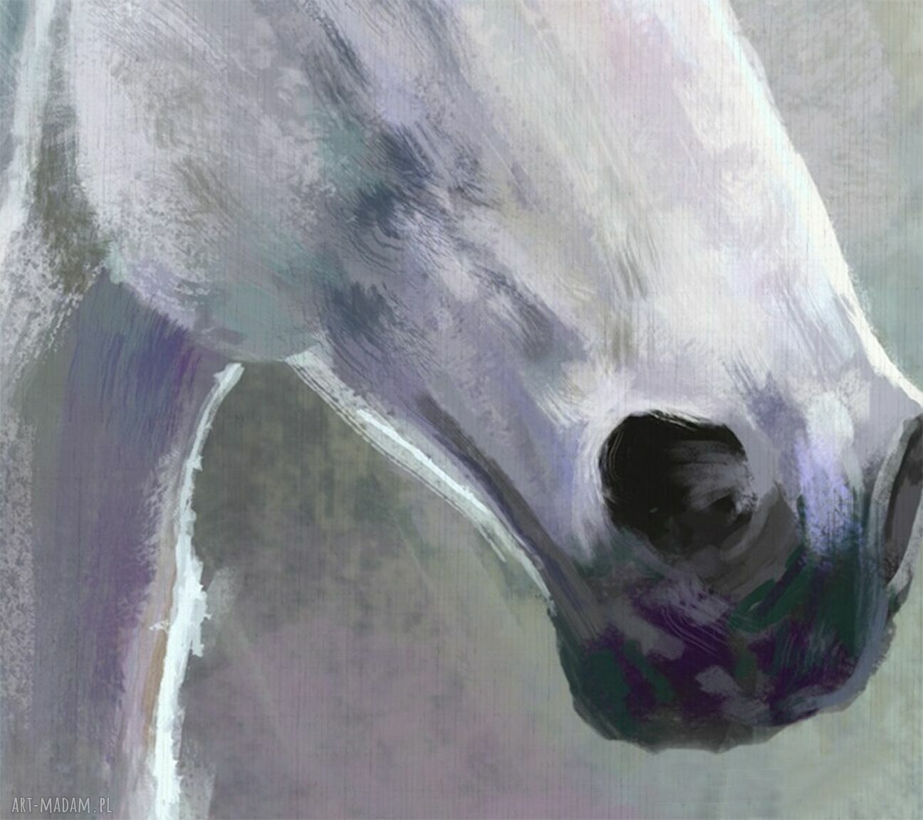 Obraz Biały Koń - wydruk na płótnie 70x50 cm