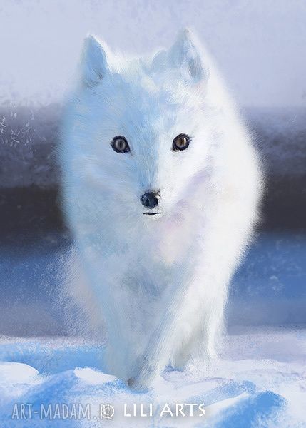 Obraz Biały Lis Skandynawski - Wydruk na Płótnie 70x50 cm
