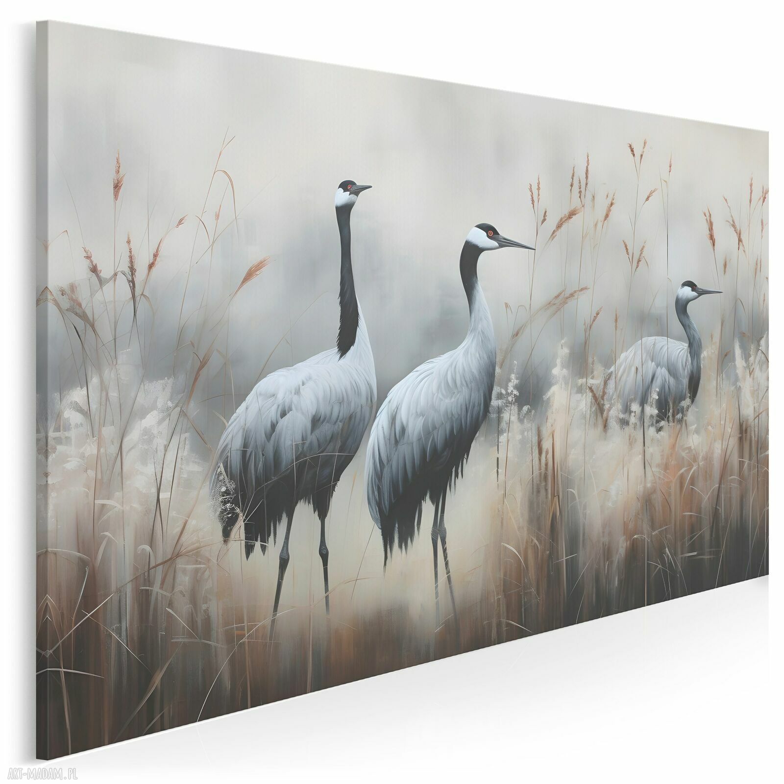 Żurawie w trzcinach - obraz do salonu 70x50 cm na płótnie