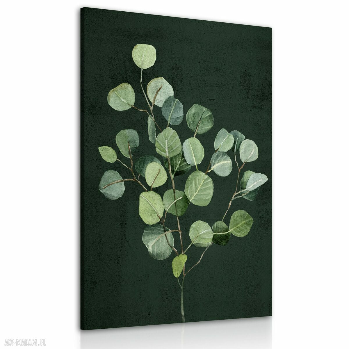 Obraz Eukaliptus na płótnie 70x100 cm - gotowy do zawieszenia