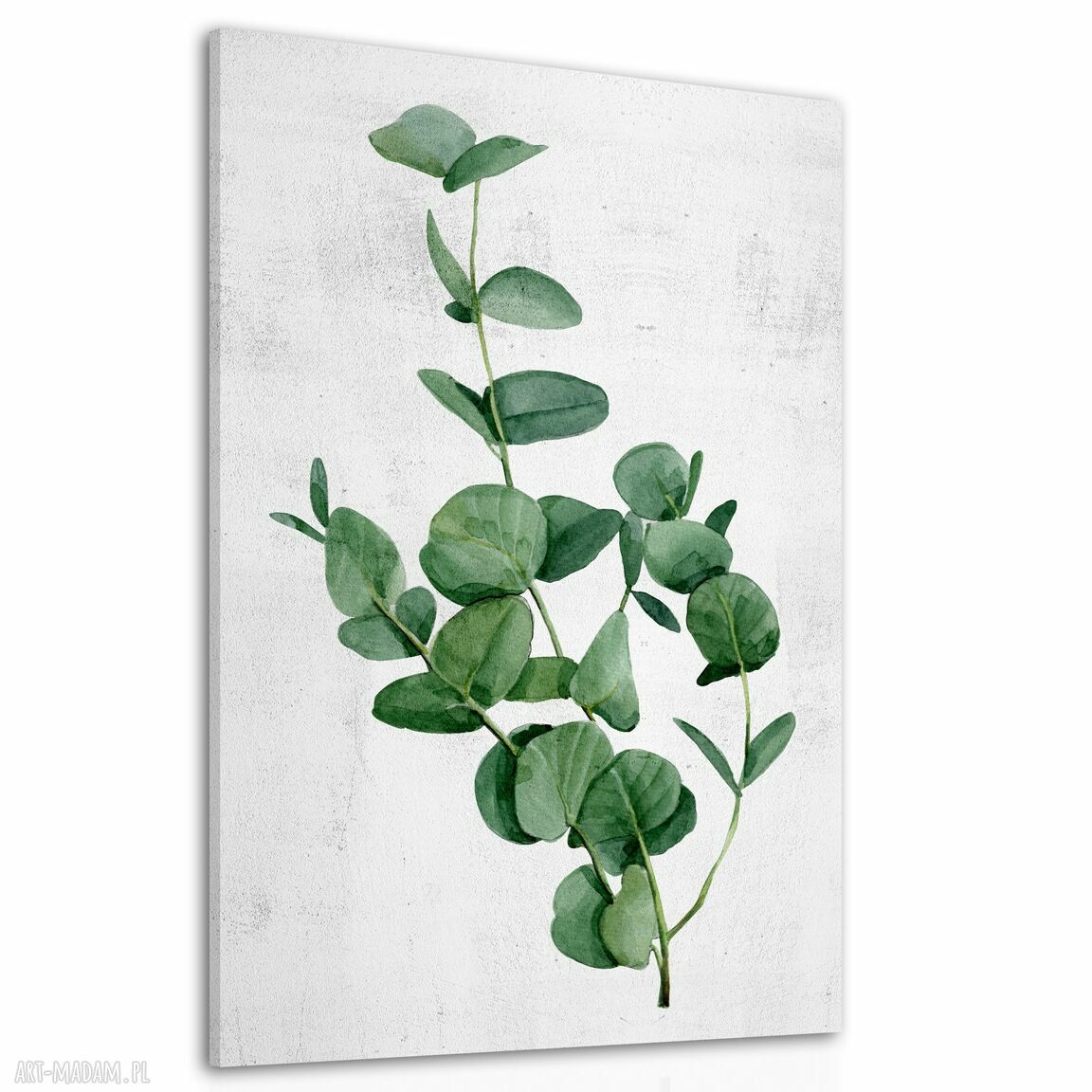 Obraz drukowany na płótnie Eukaliptus 70x100 cm 03133