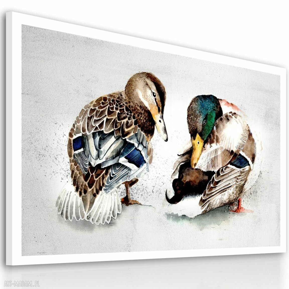 Obraz drukowany na płótnie Kaczka i Kaczor 100x70 cm 02636