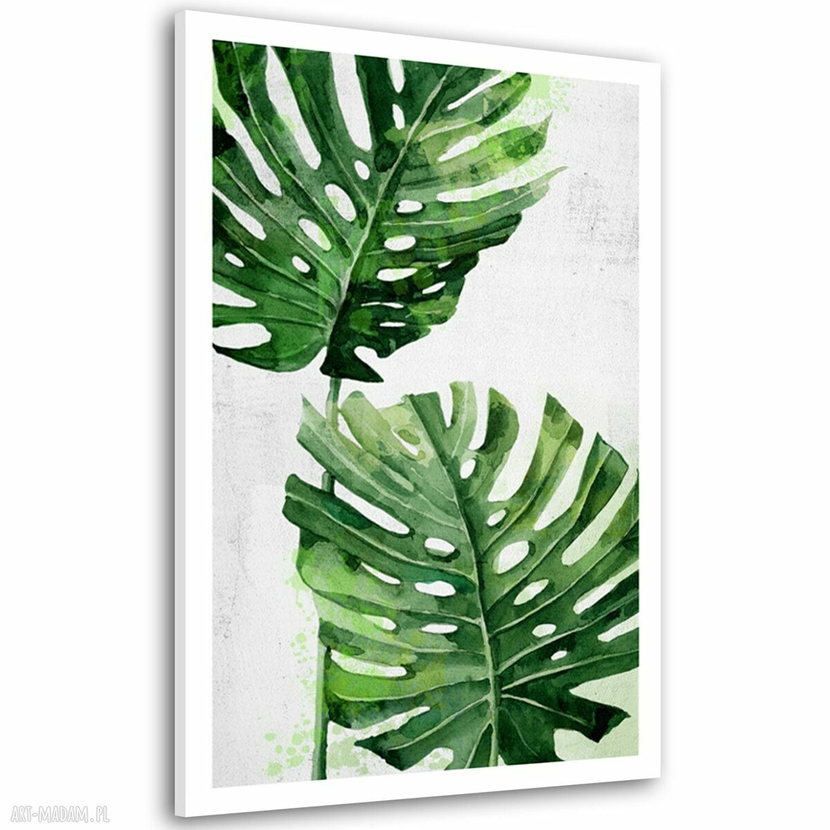 Obraz drukowany na płótnie Kwiat Monstera 80x120 cm - gotowy do zawieszenia