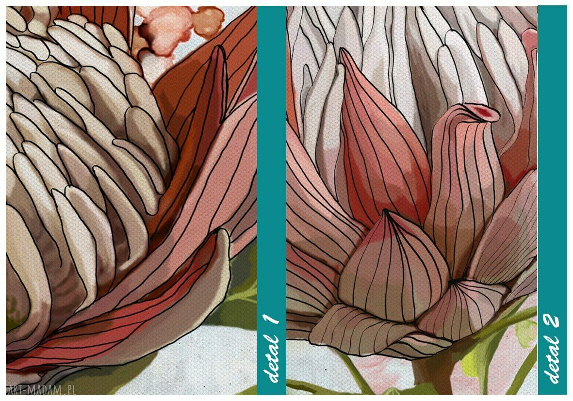 Tryptyk z kwiatem Proteii - obraz drukowany na płótnie 150x70 cm
