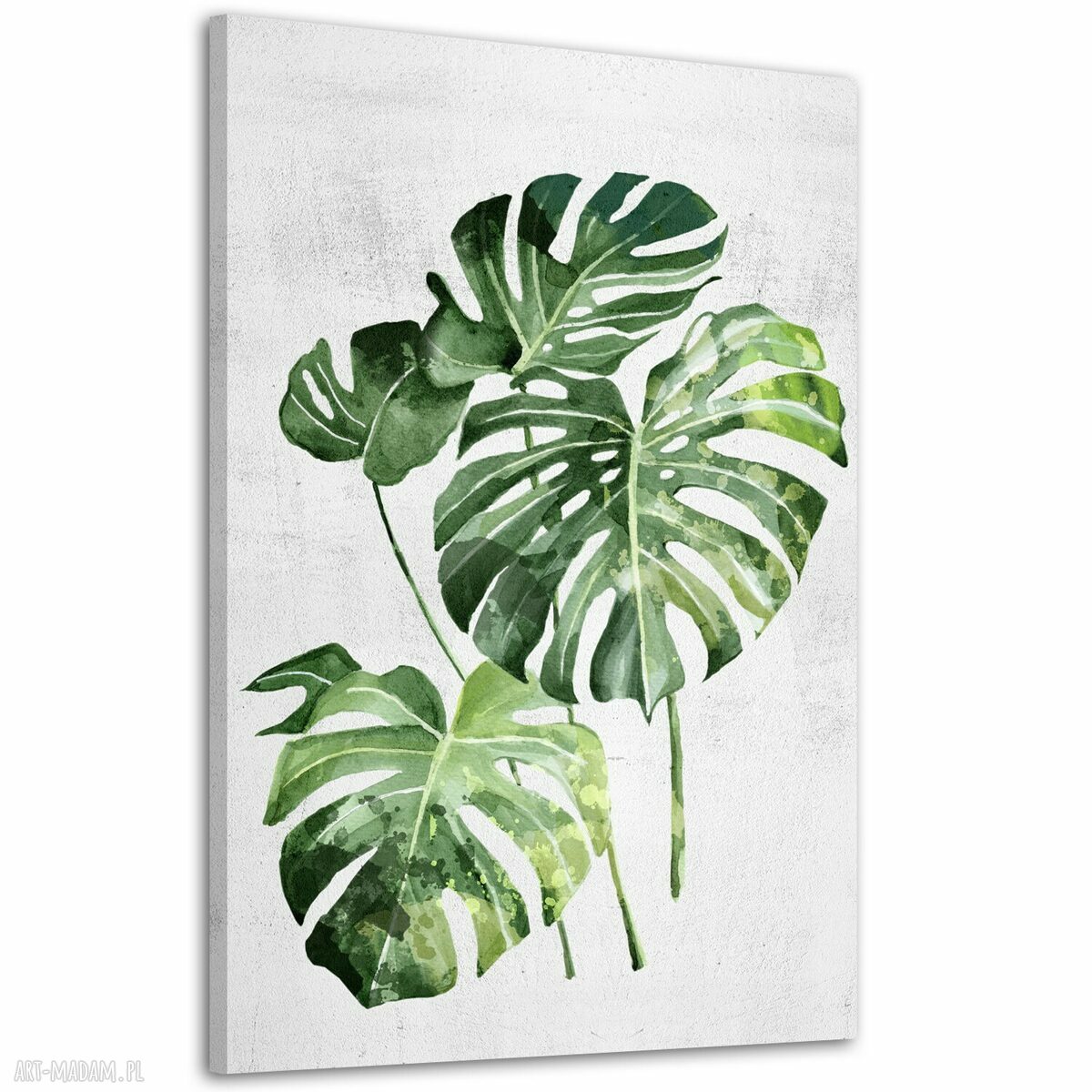 Kwiat Monstera 70x100 cm - nowoczesny obraz drukowany na płótnie