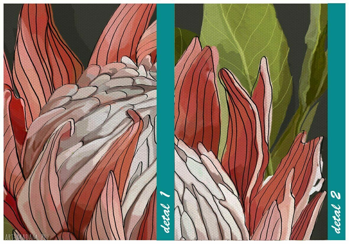 Obraz na płótnie Kwiat Protea 70x100 cm - gotowy do powieszenia