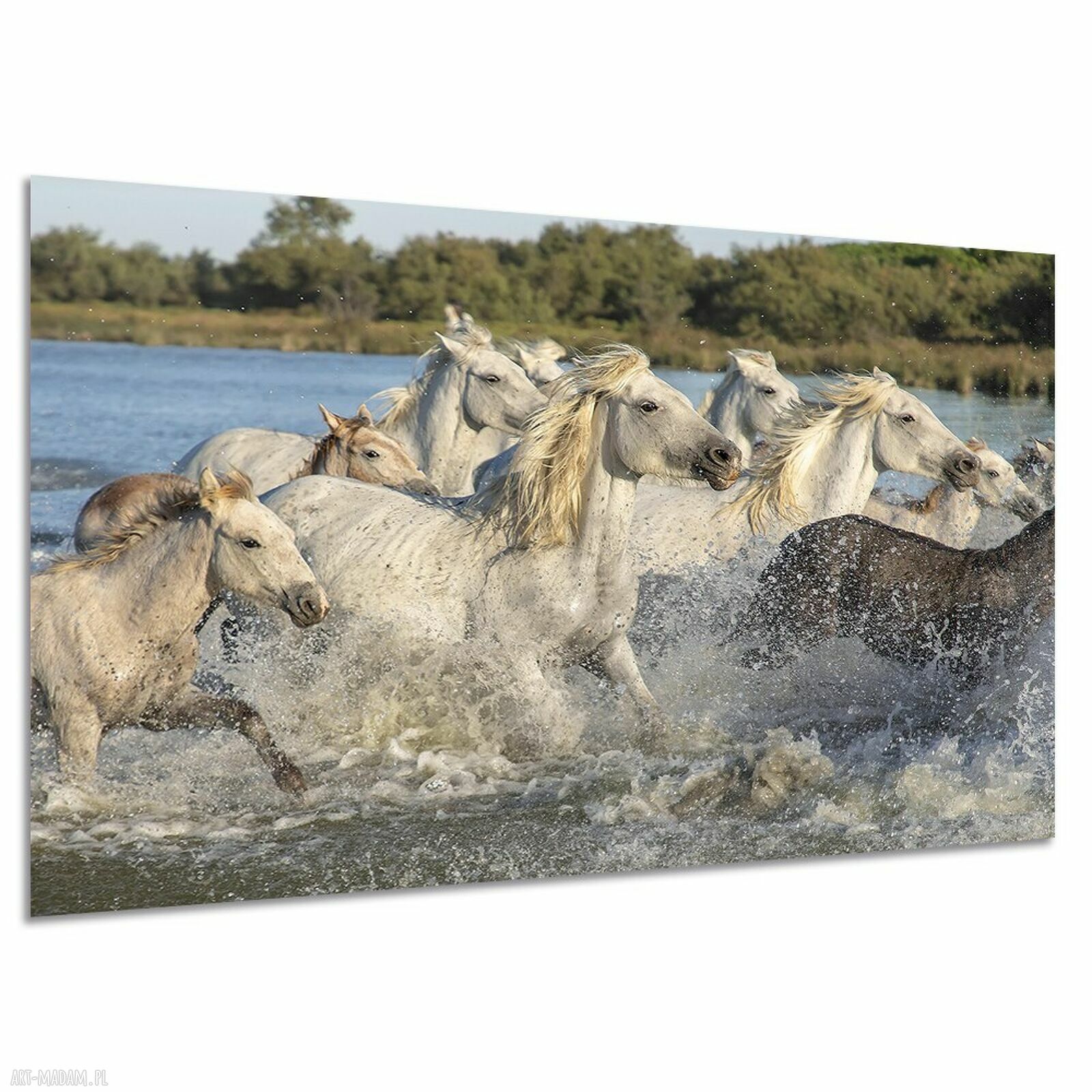 Obraz konie w galopie na płótnie 120x80 cm - biało-błękitna dekoracja