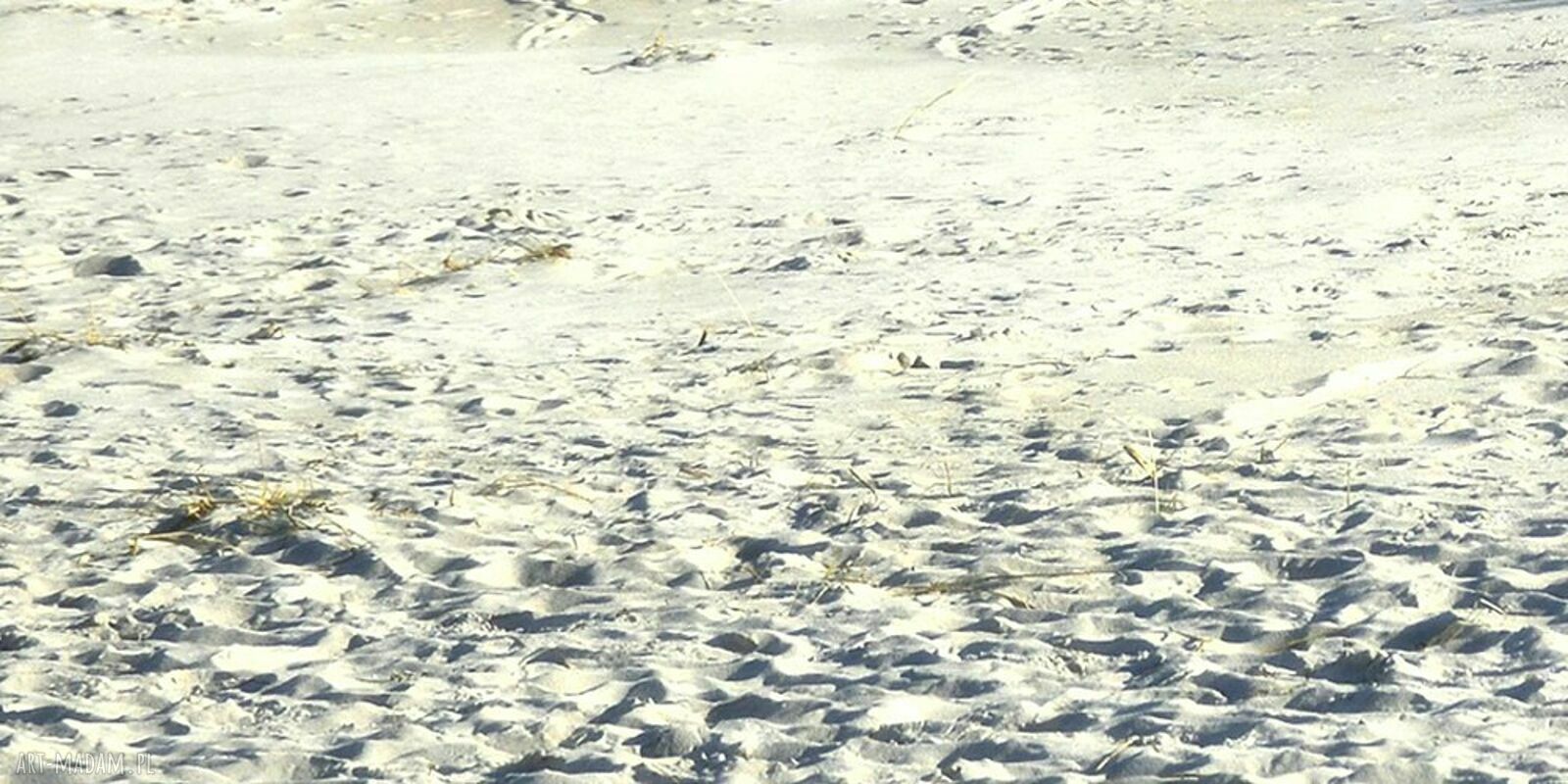 Bałtycka plaża i wydmy - obraz na płótnie 120x80 cm