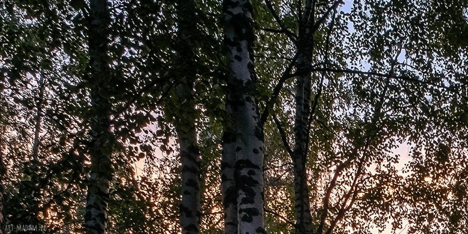Obraz las brzozowy - mgła i wschód słońca na płótnie 120x80