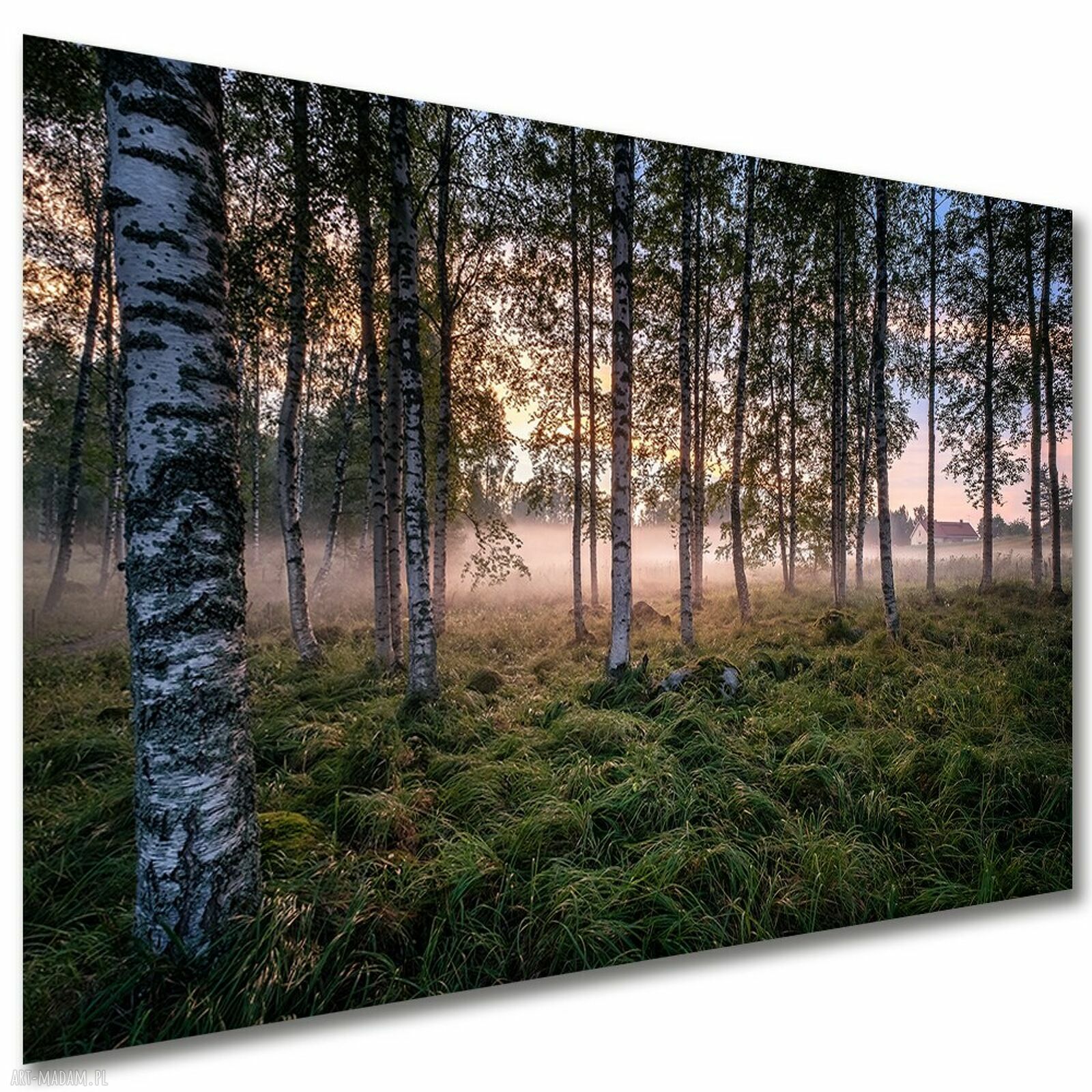 Obraz las brzozowy - mgła i wschód słońca na płótnie 120x80