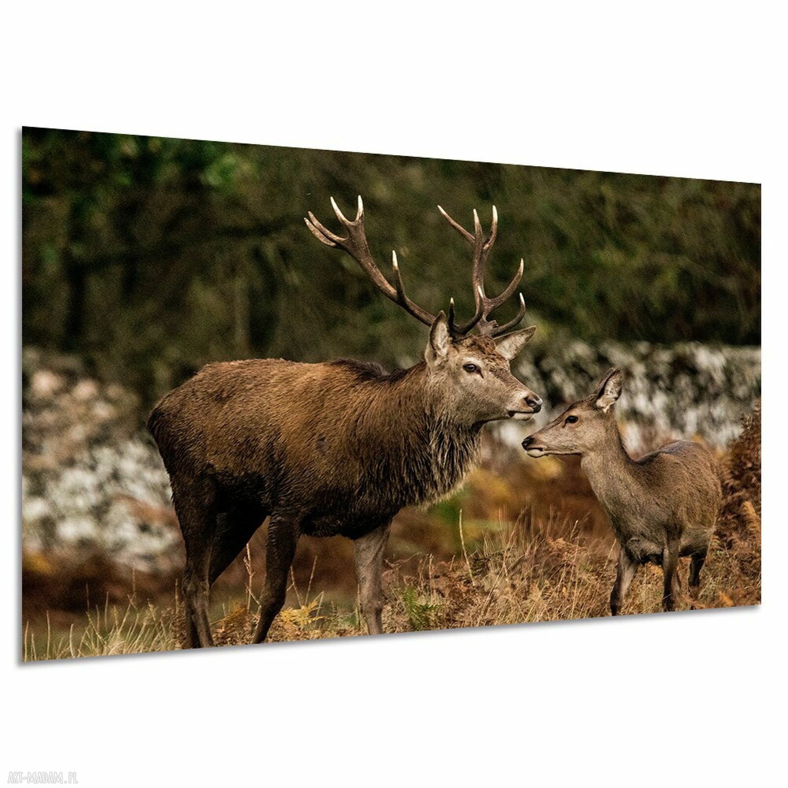 Obraz na płótnie - trzy jelenie w lesie 120x80 cm