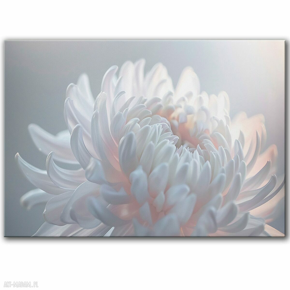 Obraz na płótnie 100x70 cm biało-różowy kwiat 1-0633