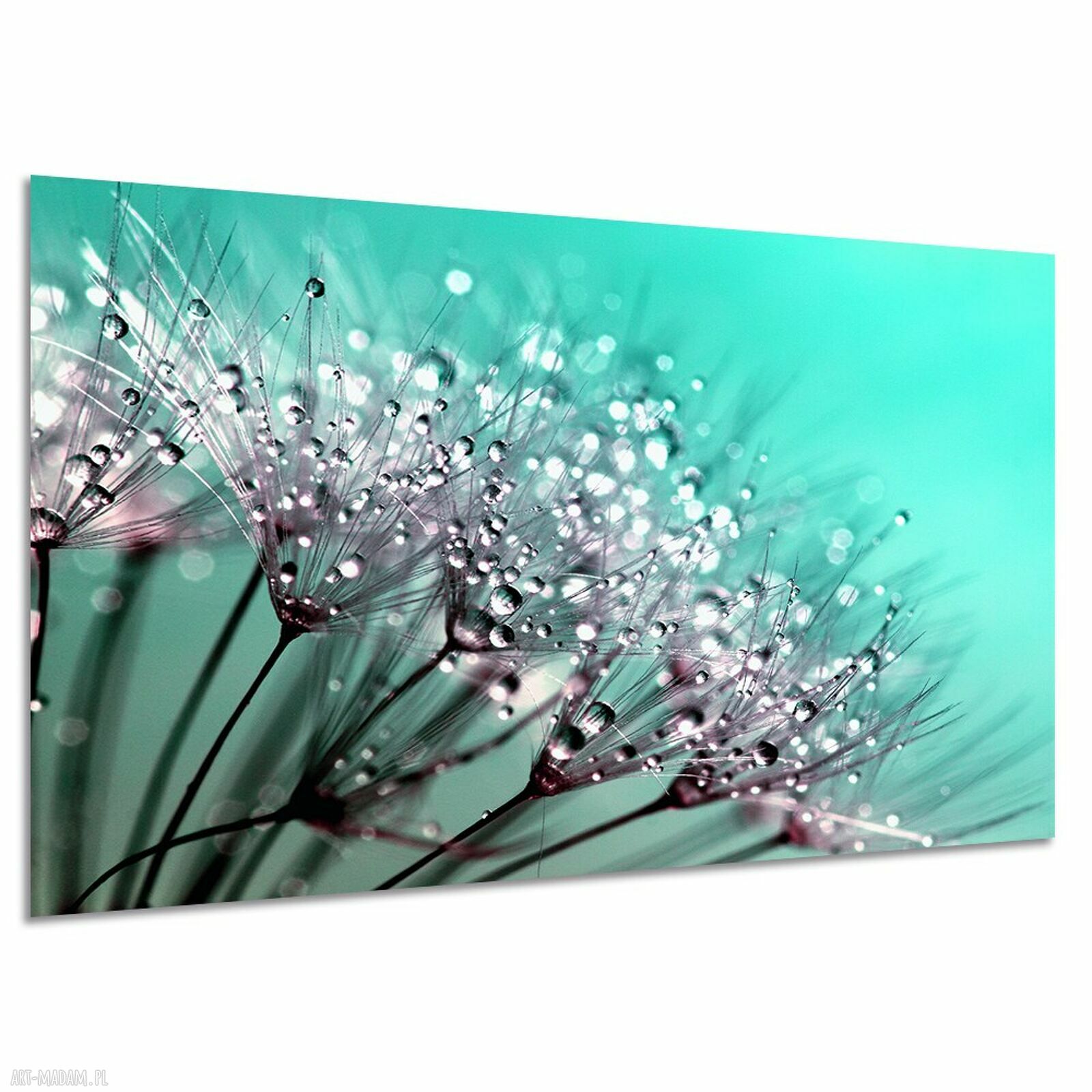 Turkusowy obraz na płótnie - dmuchawce z kroplami rosy 120x80 cm