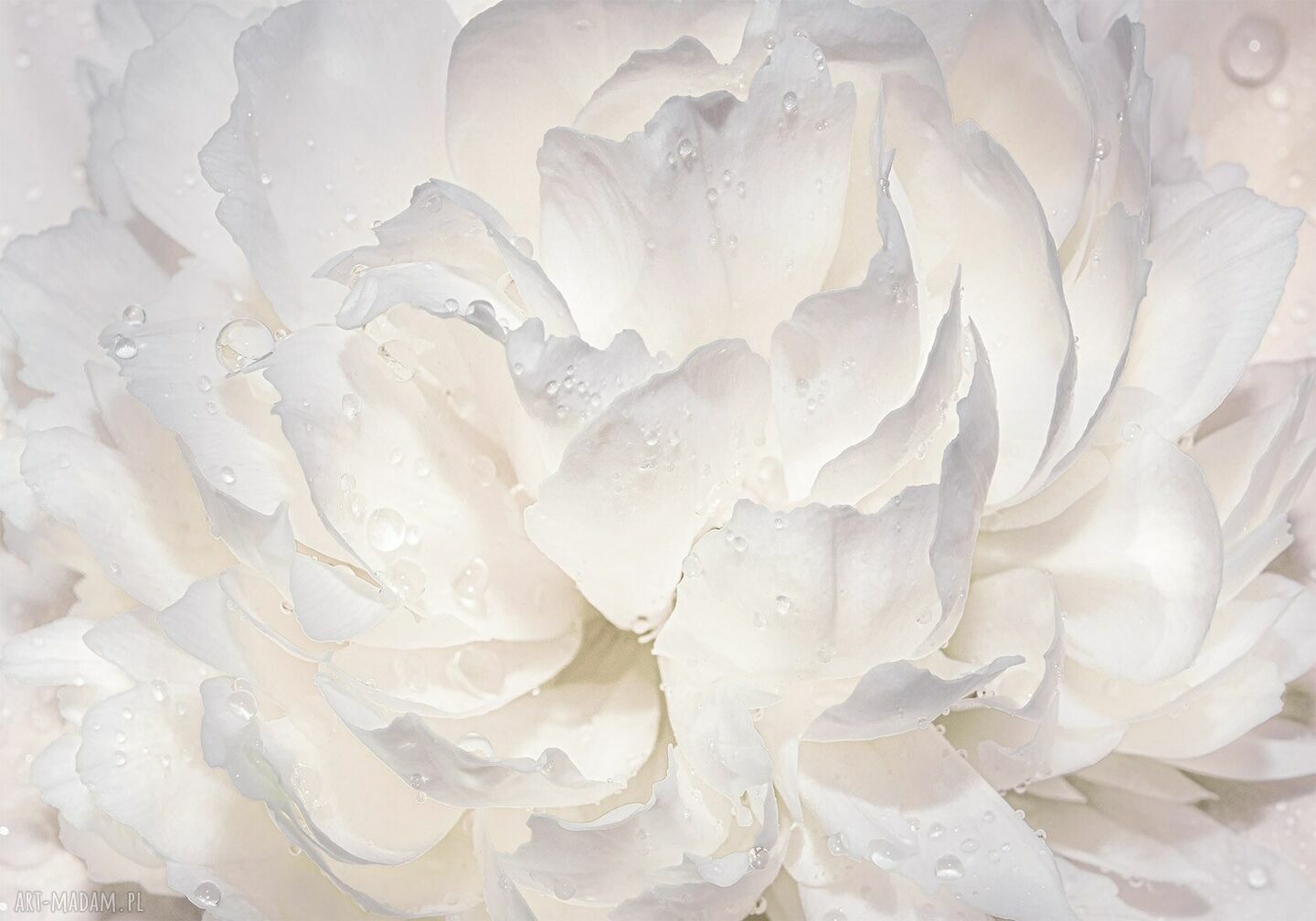Obraz na płótnie 100x70 cm - romantyczna biała róża w kroplach rosy