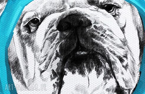 Obraz na płótnie 60x80 cm - Buldog z pacyfką 0262