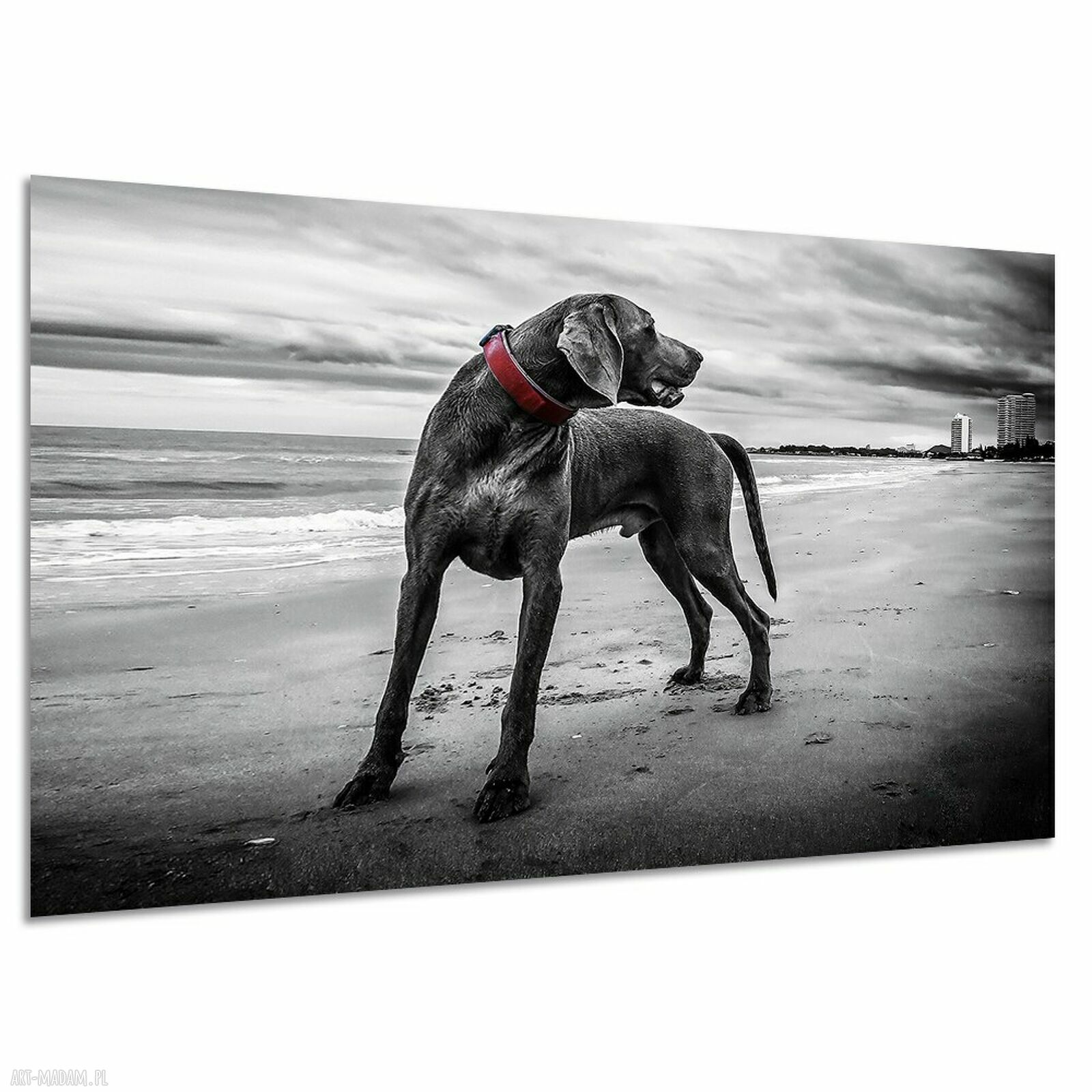 Obraz na płótnie z wyżłem weimarskim - plaża i morze 120x80 cm