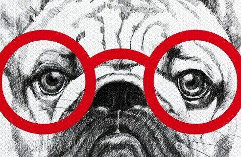 Buldog z sercem - obraz na płótnie 60x80 cm (wysyłka w 24h)