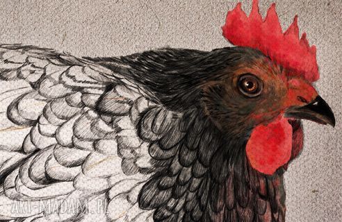 Obraz na płótnie KURA 70x50 cm - wysyłka w 24h