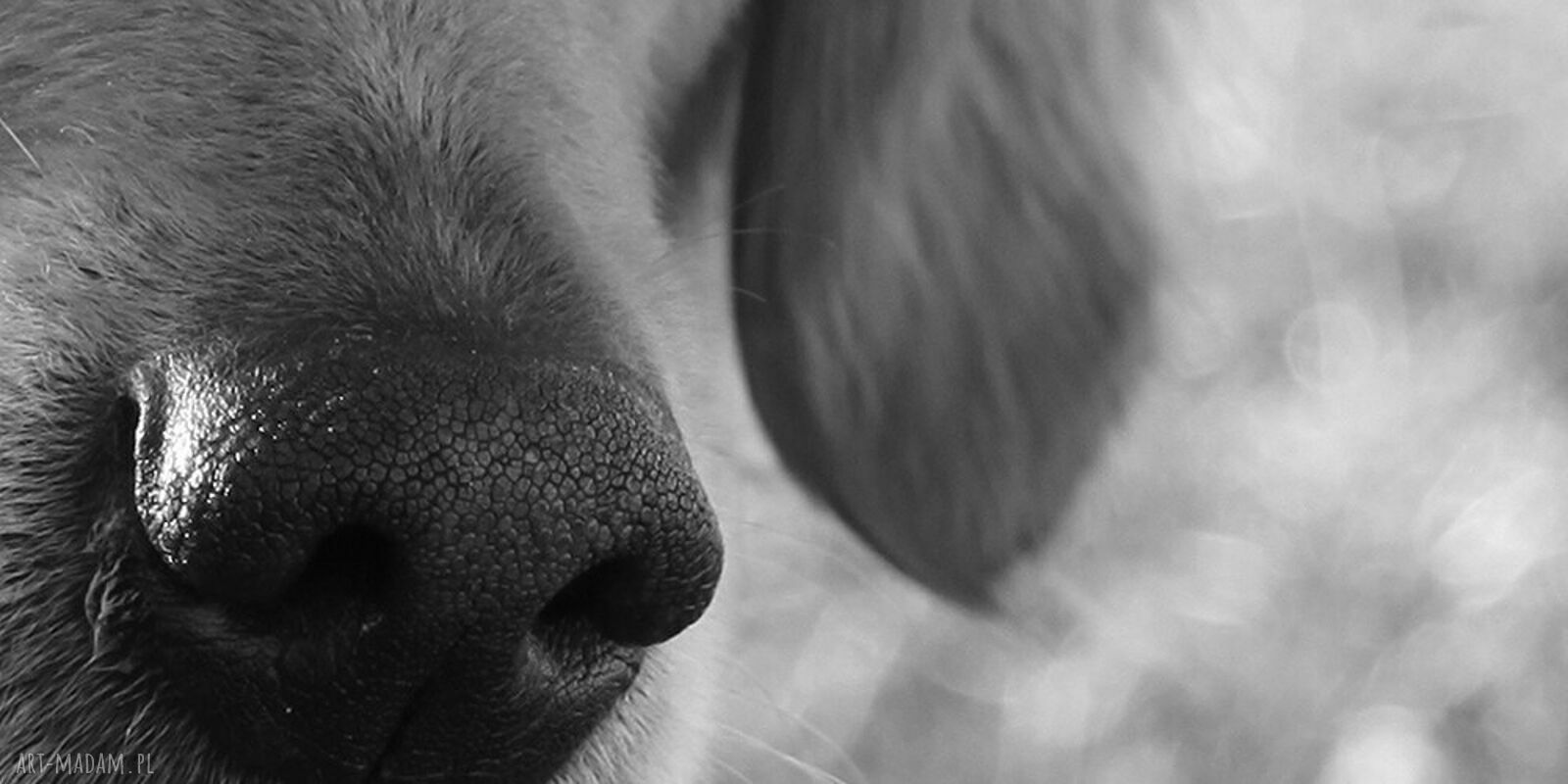 Obraz Labrador na płótnie - pies o uroczym spojrzeniu