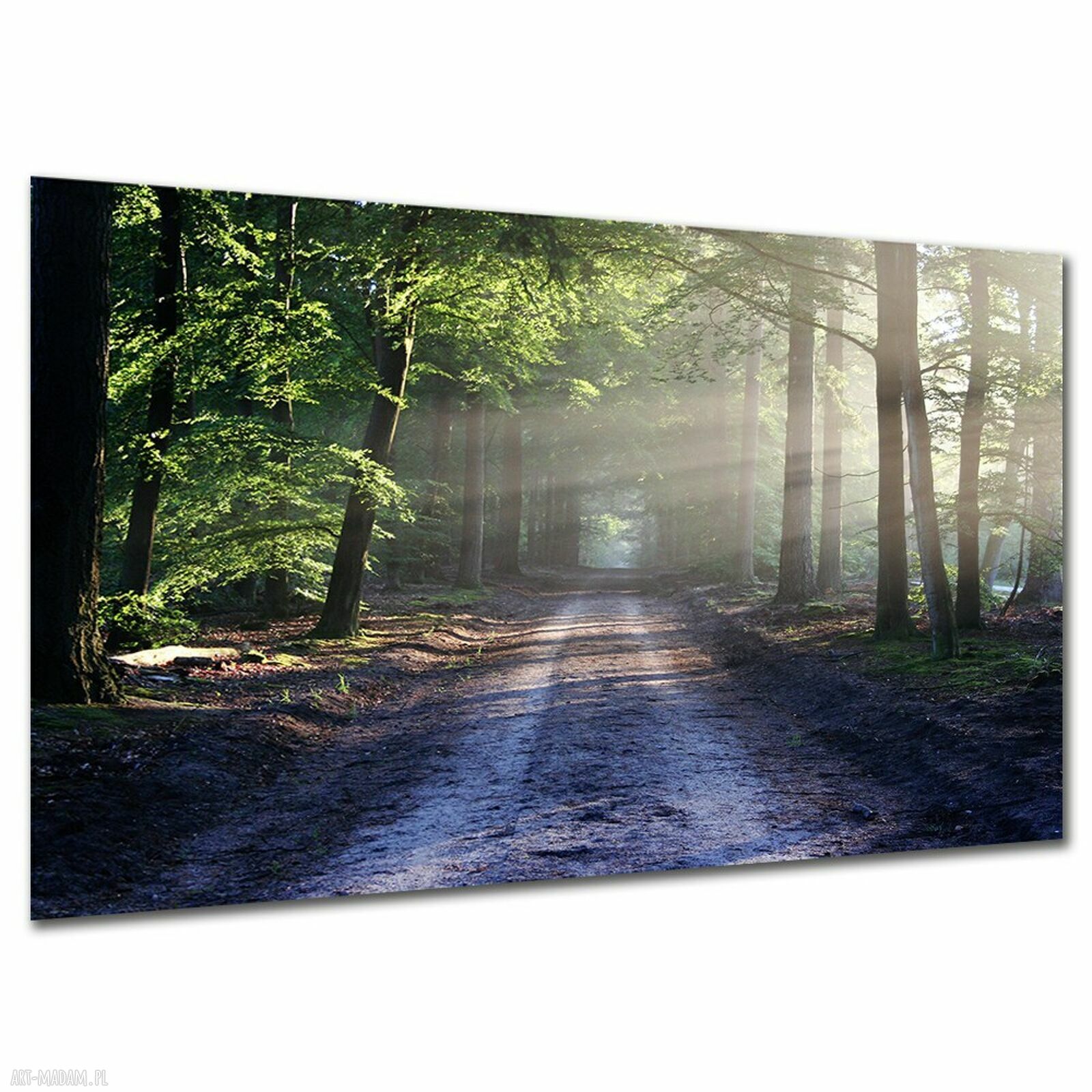 Obraz na płótnie 120x80 cm - leśna ścieżka we mgle