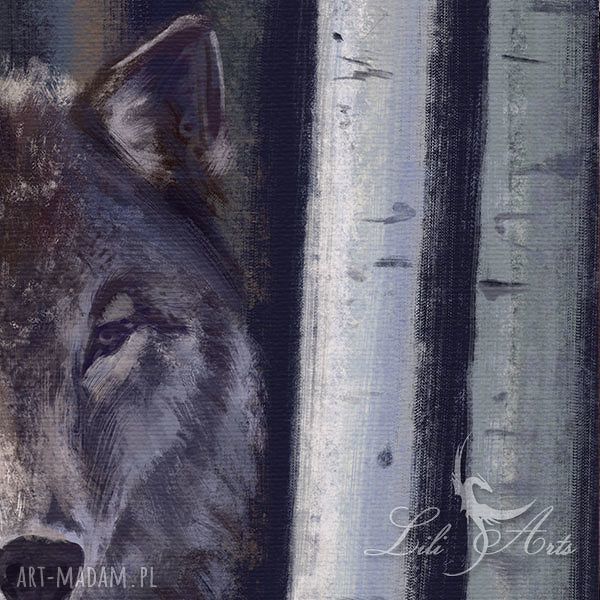 Obraz Szary Wilk - skandynawski wydruk na płótnie 70x50 cm