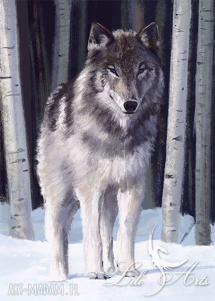 Obraz Szary Wilk - skandynawski wydruk na płótnie 70x50 cm