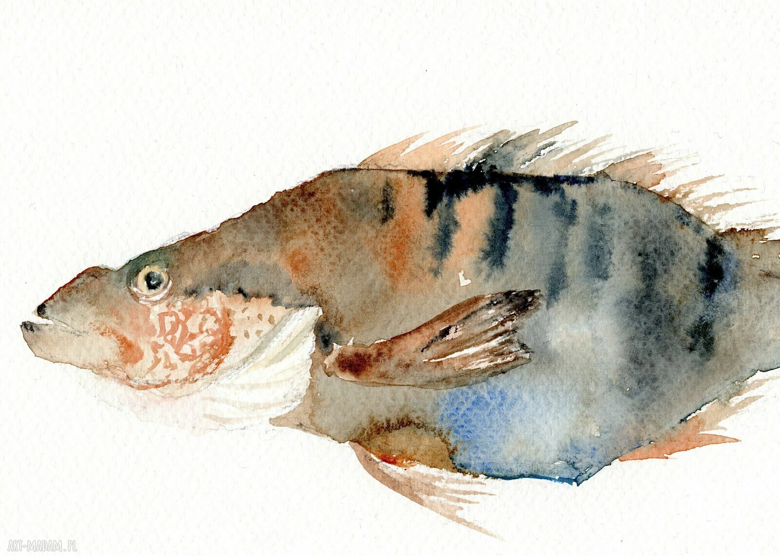 Oryginalna akwarela. Ryba