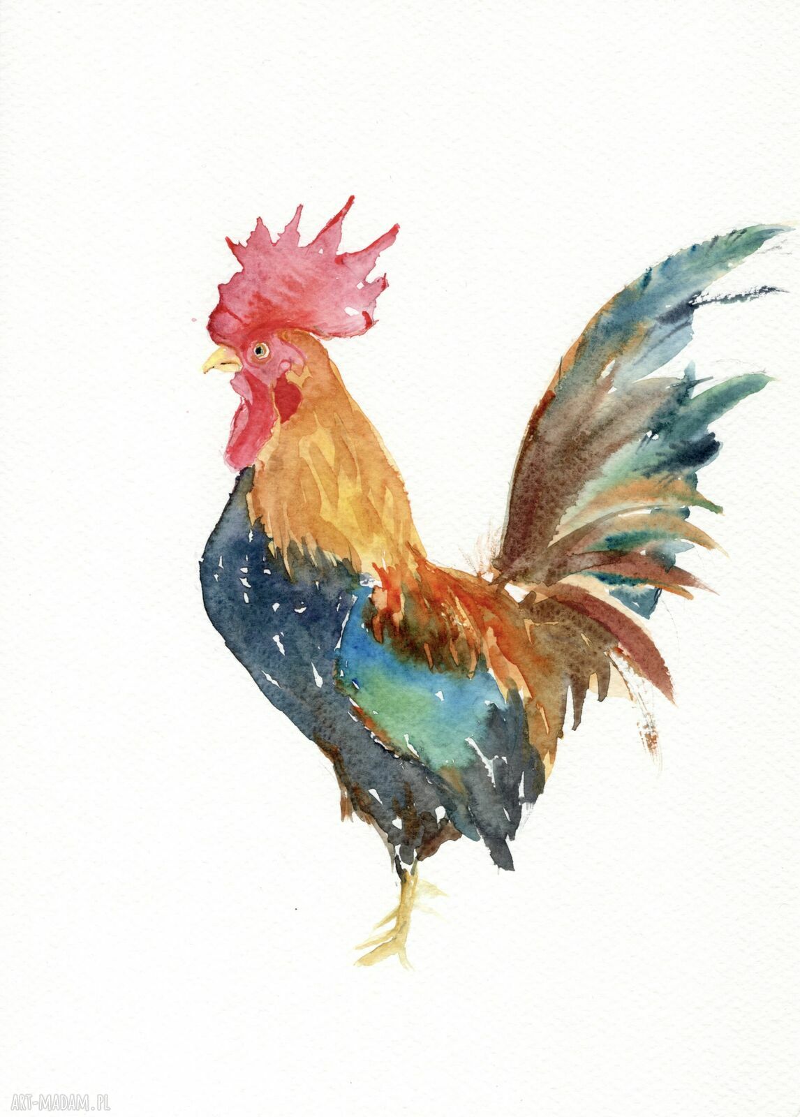 Oryginalna akwarela „Kogut” Alquadro - A4, papier 300 g bez ramki