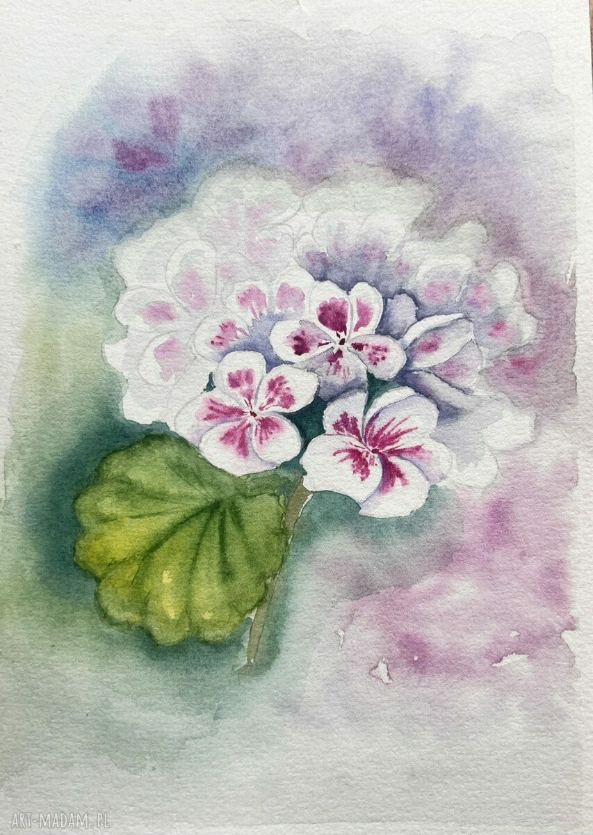 Akwarela Pelargonia - botaniczny obraz w akwareli