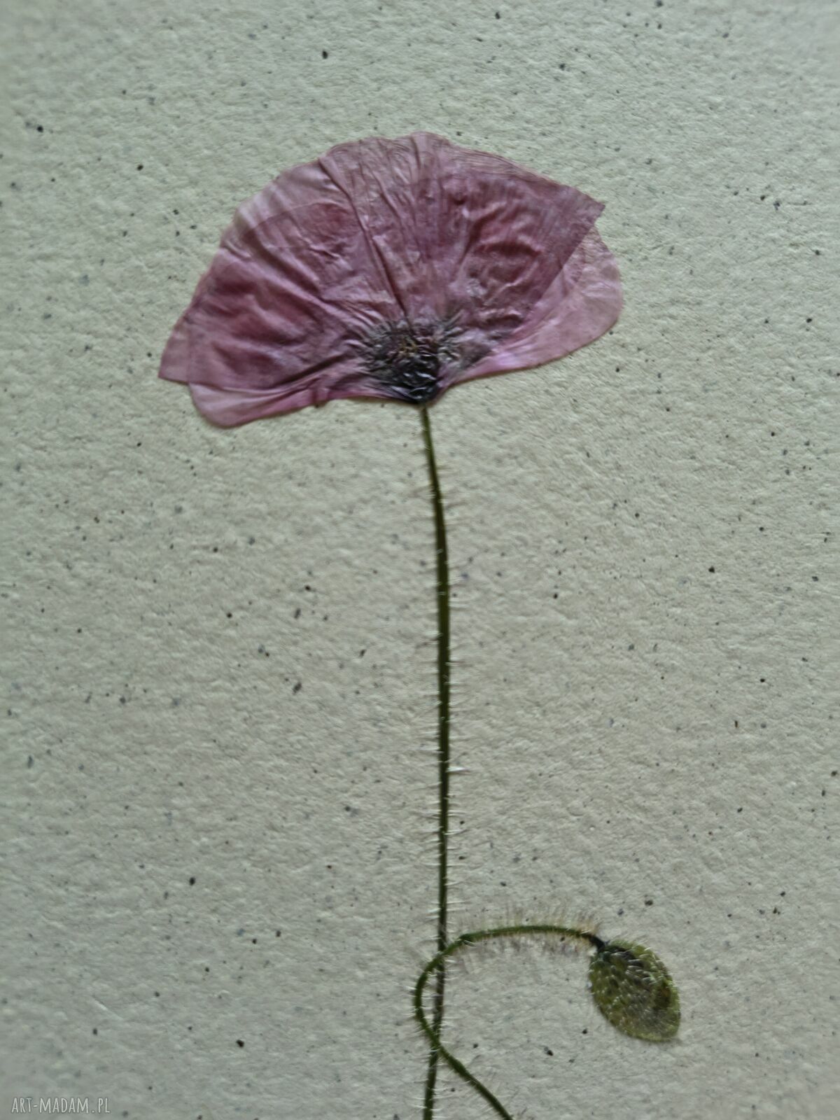 Piękno prostoty - autorski obraz z suszonym kwiatem 30x40 cm