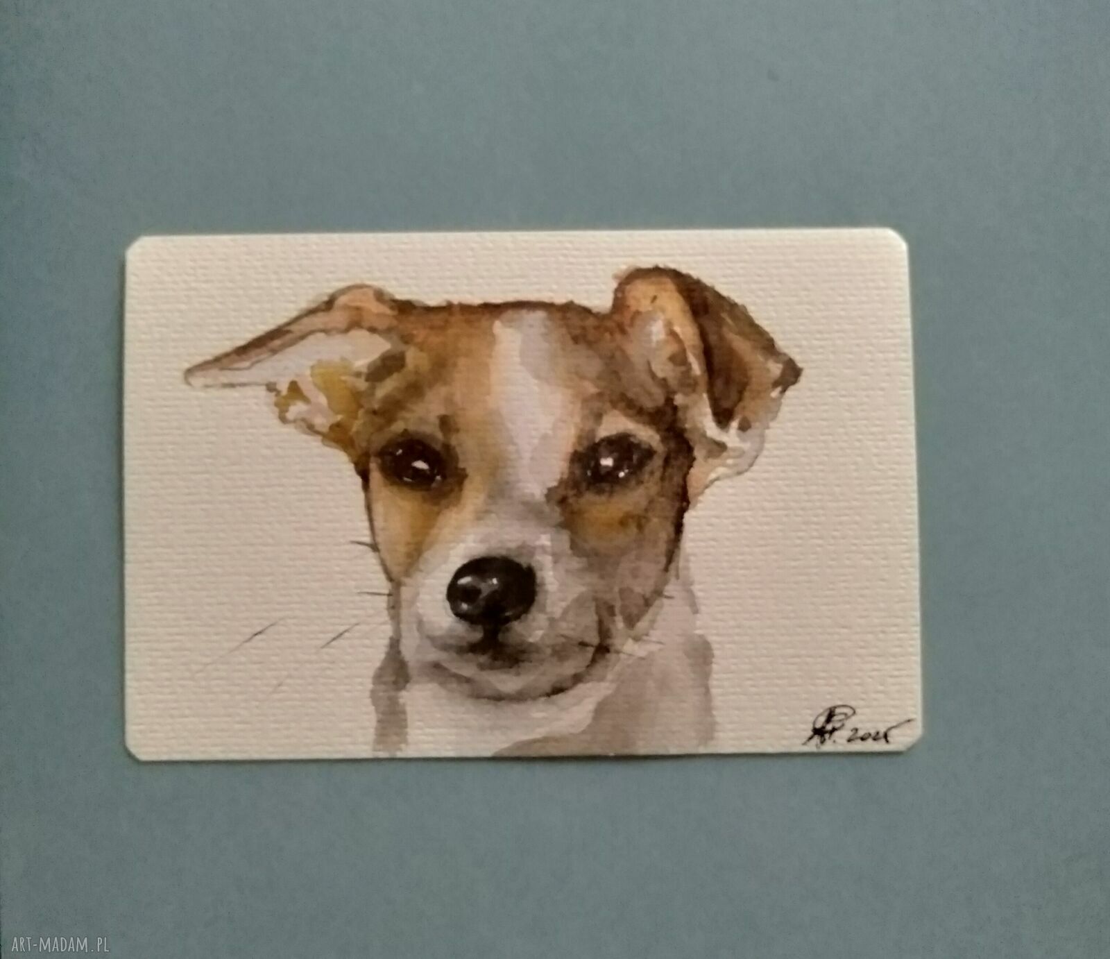 Portret psa Jack Russell - akwarela 10x15 cm