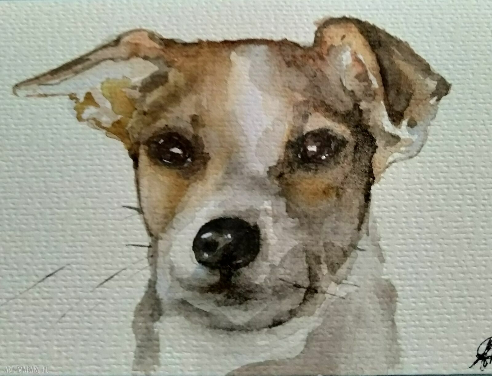 Portret psa Jack Russell - akwarela 10x15 cm